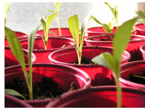 �Brotes verdes en el mercado laboral?