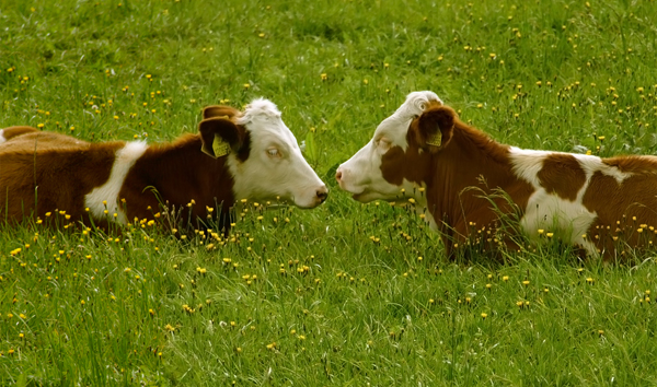 derecho de los animales