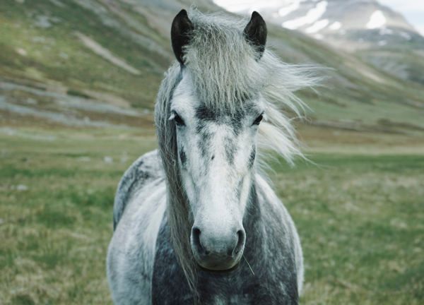 • El II Congreso Andaluz sobre Derechos de los Animales